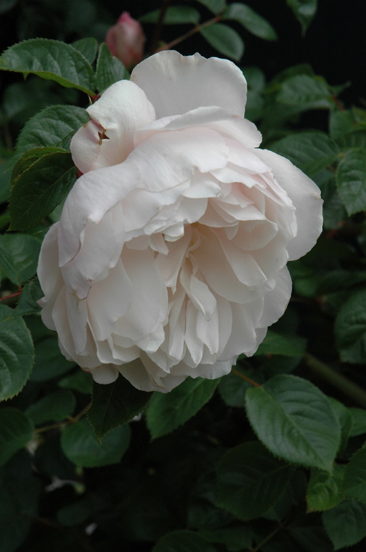 The Generous Gardener Rose (Rosa 'Ausdrawn') at Squak Mountain Nursery