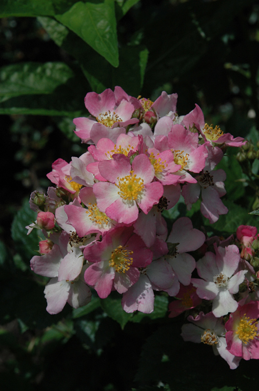 LookALikes® Phloxy Baby Rose (Rosa 'Radcleome') in