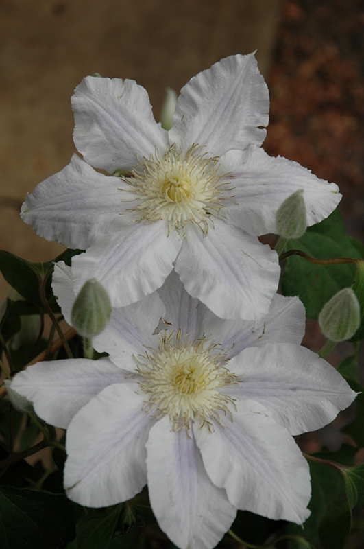 Ice Blue Clematis (Clematis 'Ice Blue') at Squak Mountain Nursery
