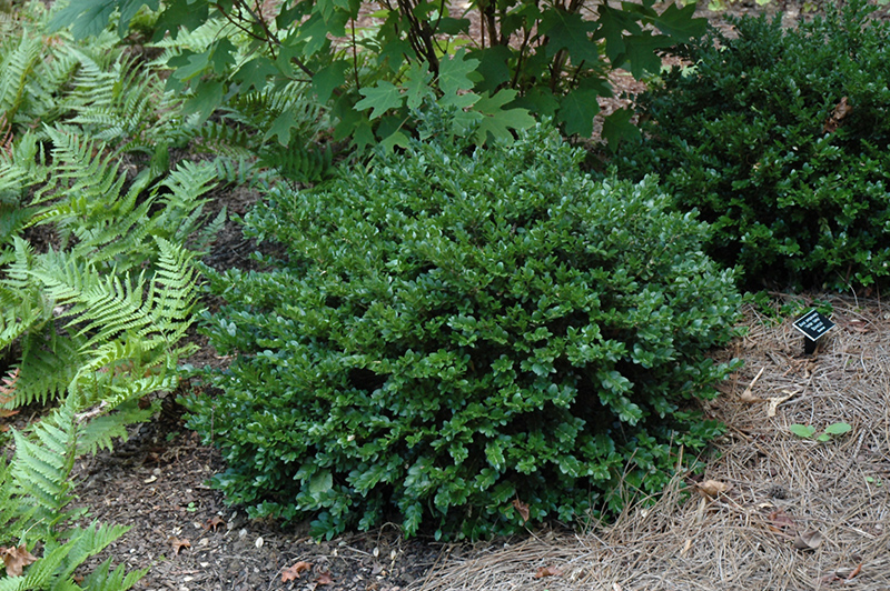 Vardar Valley Boxwood (Buxus sempervirens 'Vardar Valley') in Issaquah ...