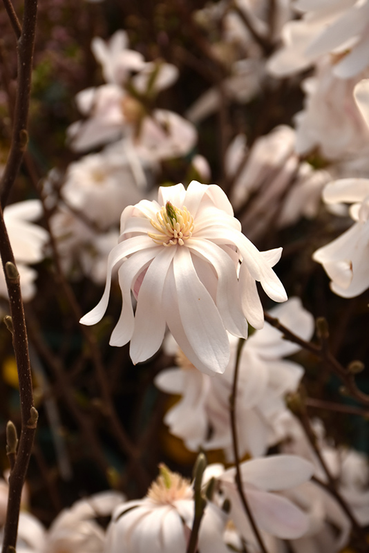 Centennial Blush Magnolia (Magnolia stellata 'Centennial Blush') in