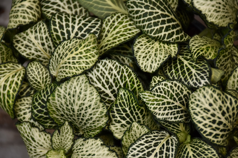 Mosaic Plant (Fittonia albivenis) at Squak Mountain Nursery