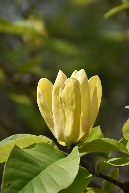 Yellow Bird Magnolia (Magnolia 'Yellow Bird') at Squak Mountain Nursery