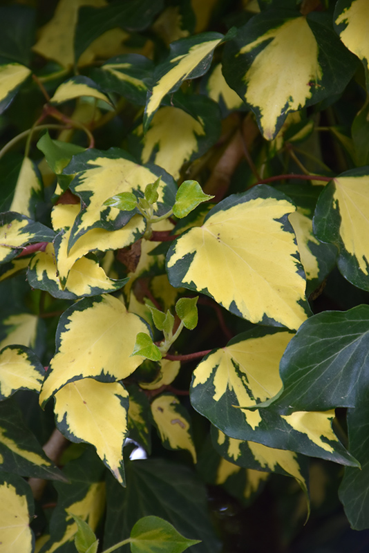 Gold Heart Ivy (Hedera helix 'Gold Heart') in Issaquah Seattle Bellevue