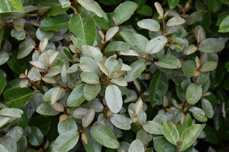Ebbing's Silverberry (Elaeagnus x ebbingei) at Squak Mountain Nursery