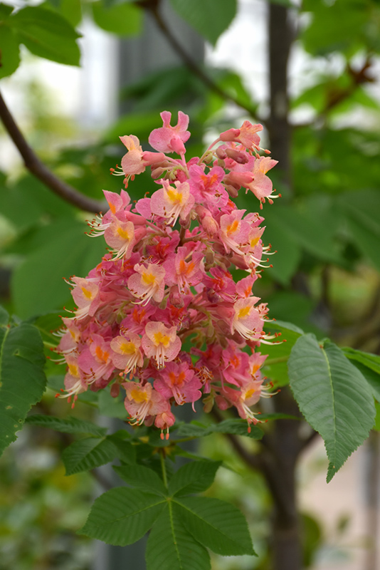 Fort McNair Red Horse Chestnut (Aesculus x carnea 'Fort McNair') at Squak Mountain Nursery