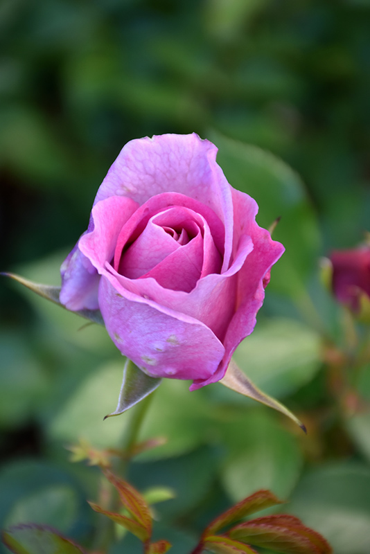 Violet's Pride Rose (Rosa 'WEKwibysicpep') at Squak Mountain Nursery