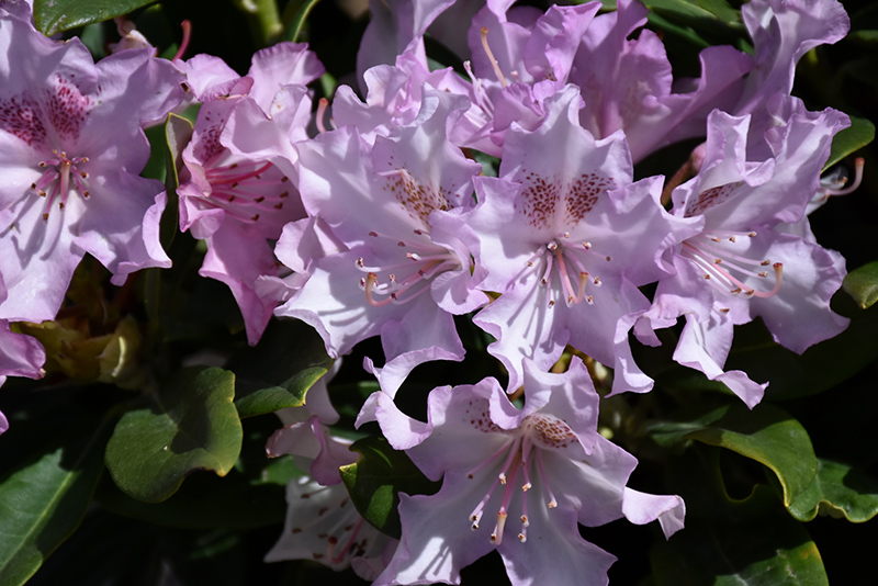 Pohjola's Daughter Rhododendron (Rhododendron 'Pohjola's Daughter') at Squak Mountain Nursery