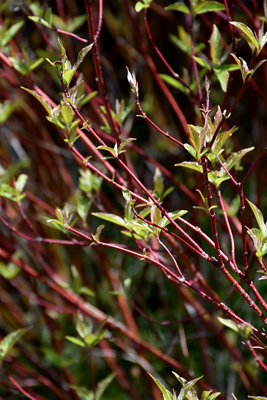 Bailey's Red Twig Dogwood (Cornus sericea 'Baileyi') in 