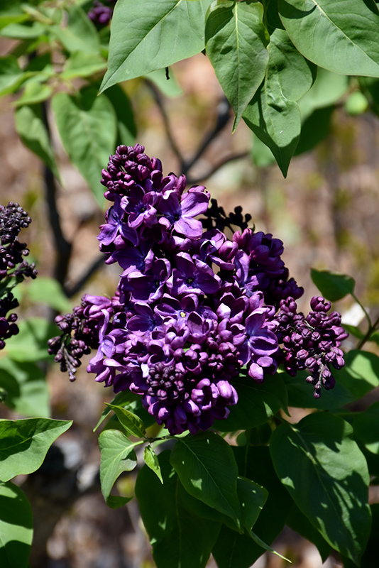 Agincourt Beauty Lilac (Syringa vulgaris 'Agincourt Beauty') at Squak Mountain Nursery