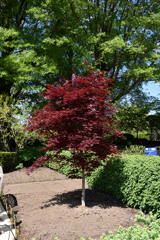 Fireglow Japanese Maple (Acer palmatum 'Fireglow') at Squak Mountain Nursery