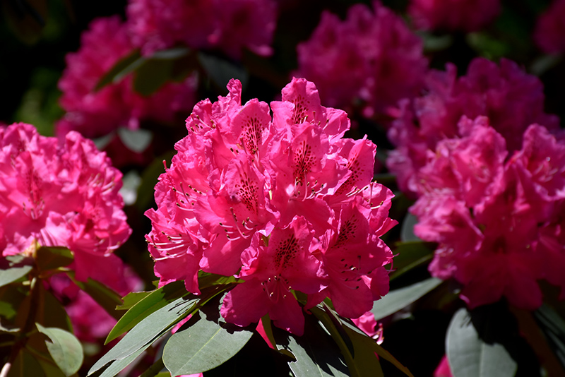 Cynthia Rhododendron (Rhododendron 'Cynthia') in Issaquah 