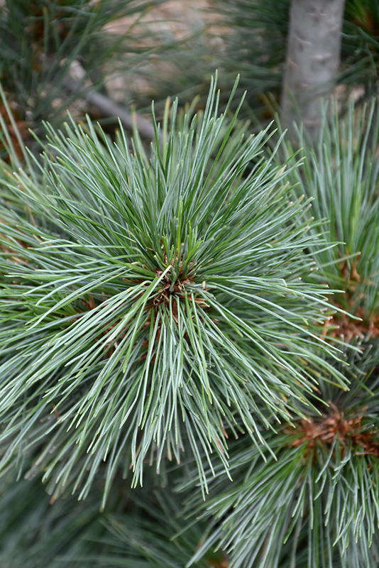Silver Whispers Swiss Stone Pine (Pinus cembra 'Silver Whispers') at Squak Mountain Nursery