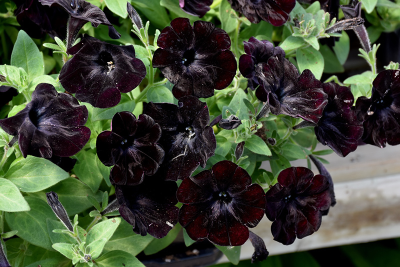 Black Velvet Petunia (Petunia 'Black Velvet') in Issaquah Seattle ...