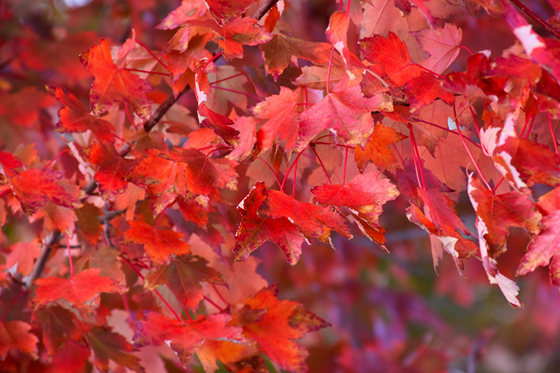 Autumn Radiance Red Maple (Acer rubrum 'Autumn Radiance') at Squak Mountain Nursery