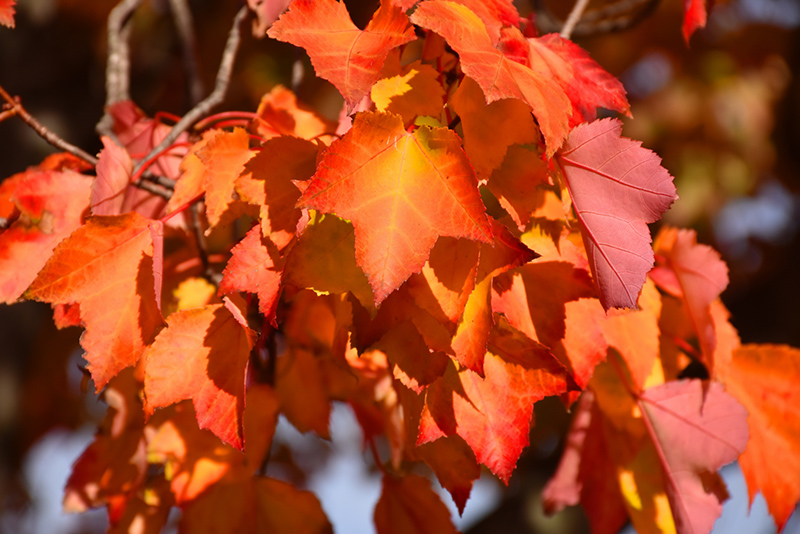 Red Maple (Acer rubrum 'var. rubrum') at Squak Mountain Nursery