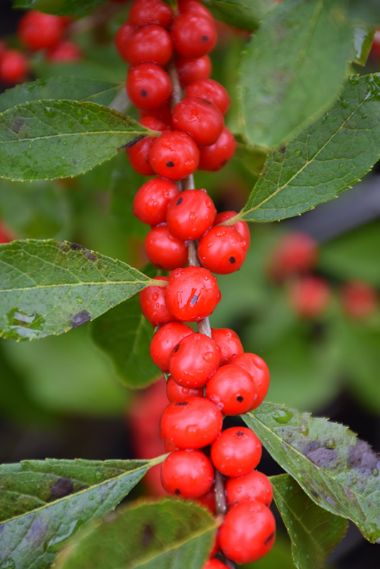 Red Sprite Winterberry (Ilex verticillata 'Red Sprite') at Squak Mountain Nursery
