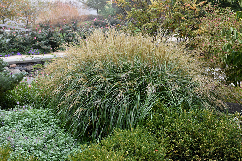 Adagio Maiden Grass (Miscanthus sinensis 'Adagio') at Squak Mountain Nursery