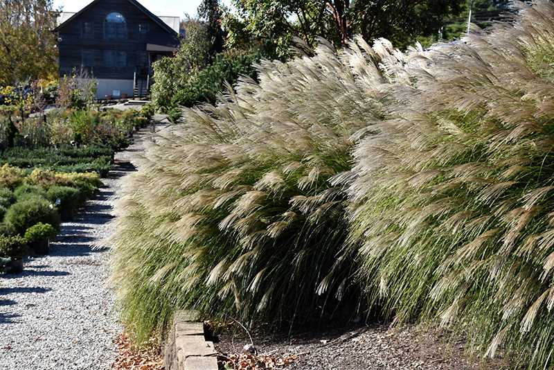 Gracillimus Maiden Grass (Miscanthus sinensis 'Gracillimus') at Squak Mountain Nursery