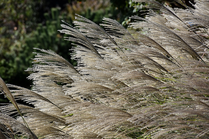Gracillimus Maiden Grass (Miscanthus sinensis 'Gracillimus') at Squak Mountain Nursery