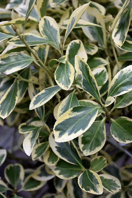 Silver Queen Euonymus (Euonymus japonicus 'Silver Queen') in Issaquah