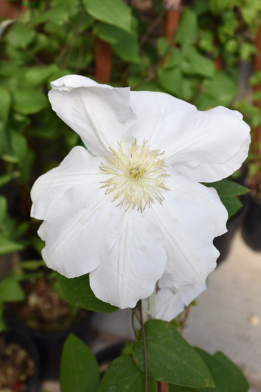 Madame Le Coultre Clematis (Clematis 'Madame Le Coultre') at Squak Mountain Nursery