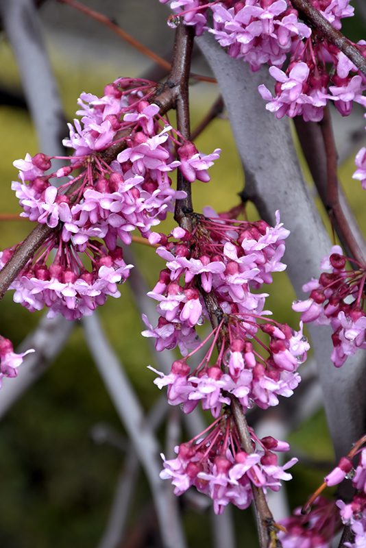 Lavender Twist Redbud (Cercis canadensis 'Covey') at Squak Mountain Nursery