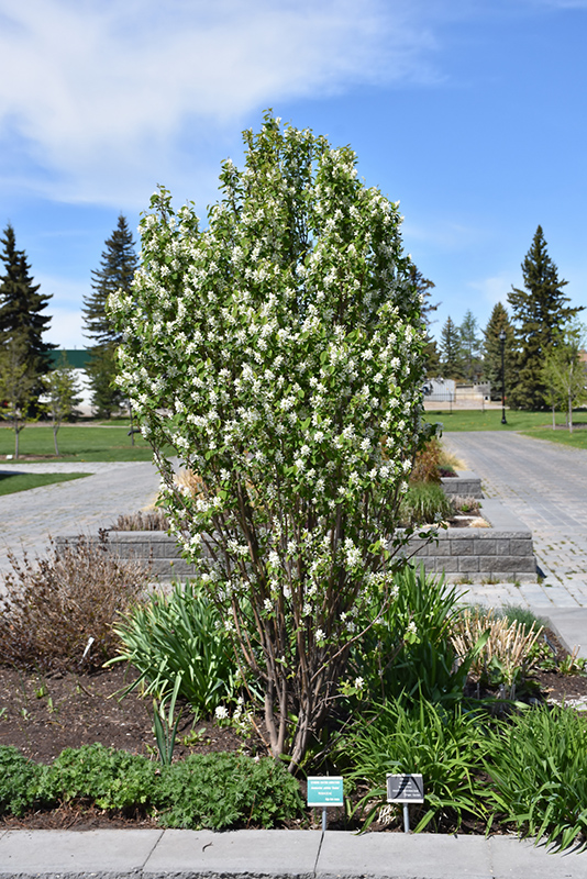 Standing Ovation Saskatoon Berry (Amelanchier alnifolia 'Obelisk') at Squak Mountain Nursery
