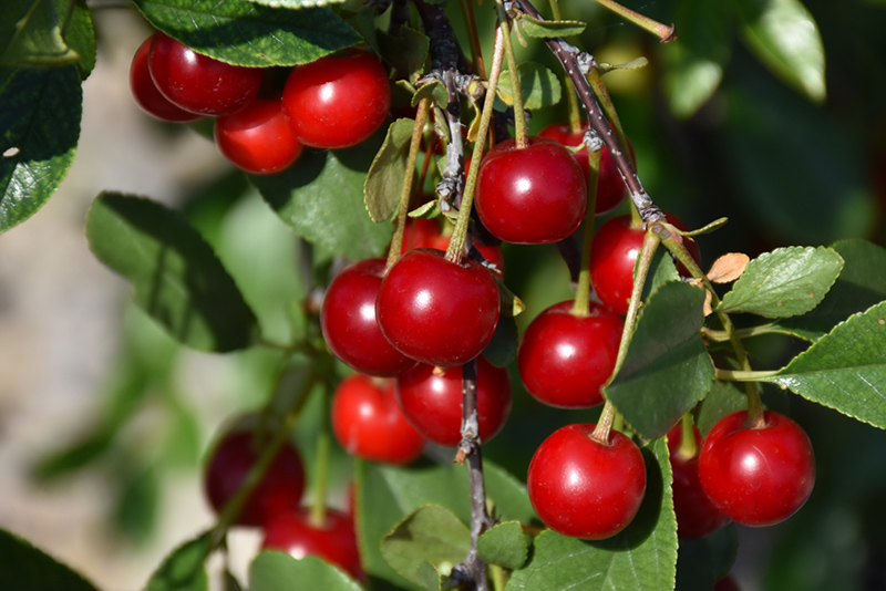 Carmine Jewel Cherry (tree form) (Prunus 'Carmine Jewel (tree form)') at Squak Mountain Nursery