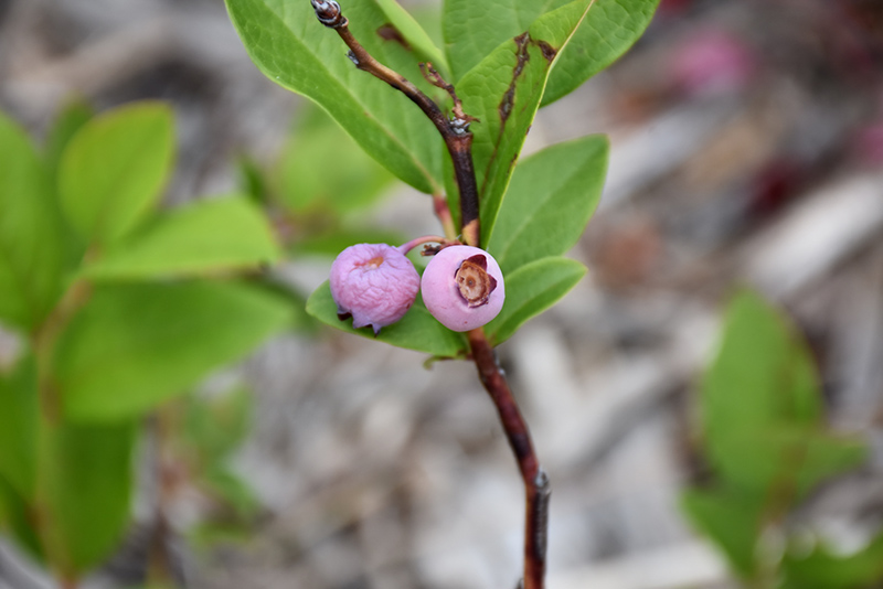 Pink Popcorn Blueberry (Vaccinium corymbosum 'MNPINK1') at Squak Mountain Nursery