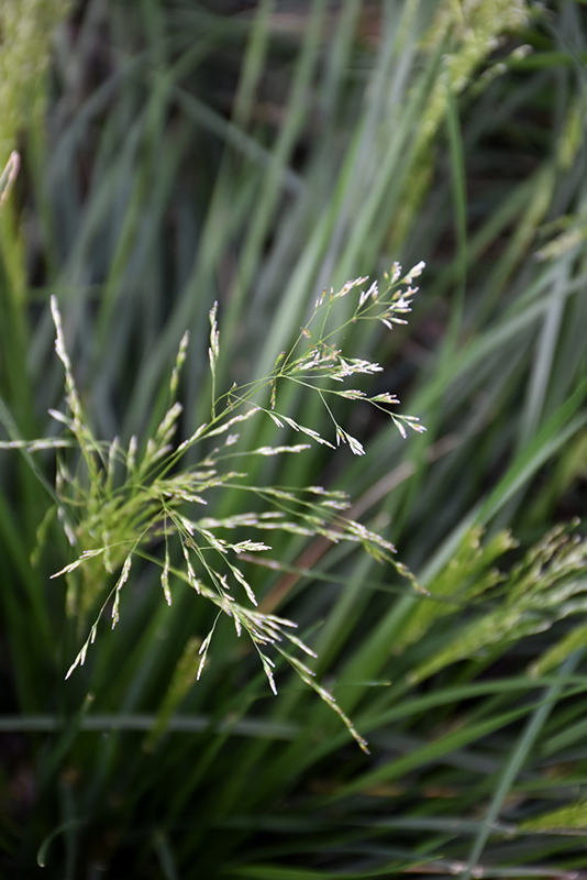 Golden Dew Tufted Hair Grass (Deschampsia cespitosa 'Goldtau') at Squak Mountain Nursery