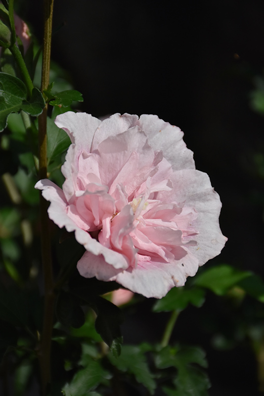 Pink Chiffon Rose of Sharon (Hibiscus syriacus 'JWNWOOD4') at Squak Mountain Nursery