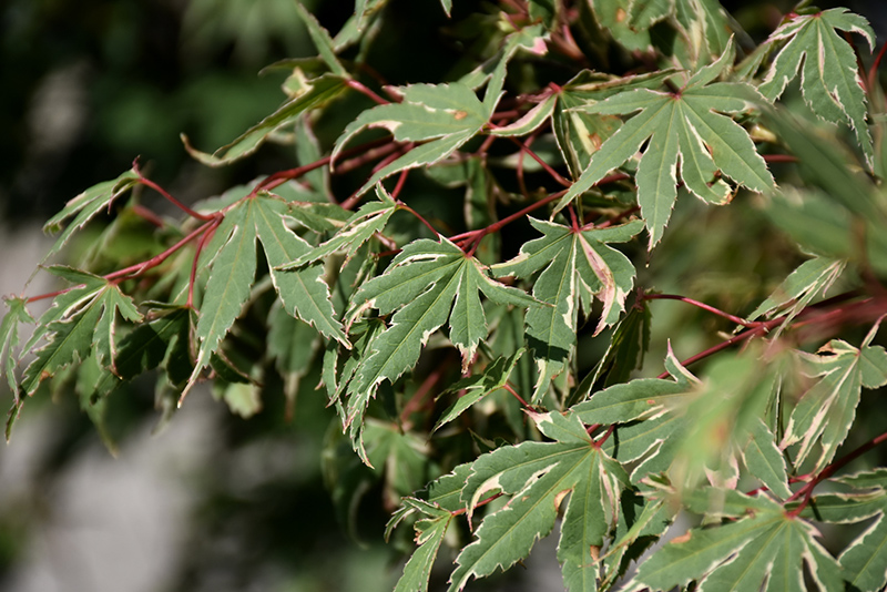 Kagiri Nishiki Japanese Maple (Acer palmatum 'Kagiri Nishiki') at Squak Mountain Nursery