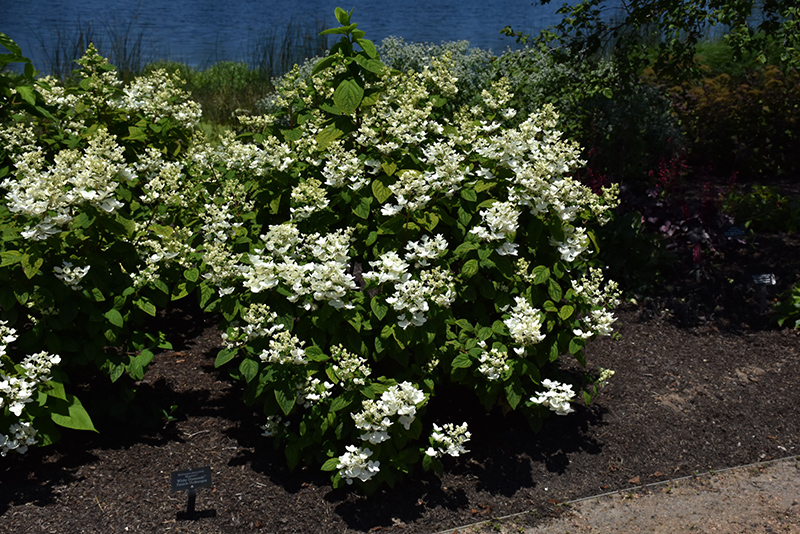 White Diamonds Hydrangea (Hydrangea paniculata 'HYPMAD I') in Issaquah