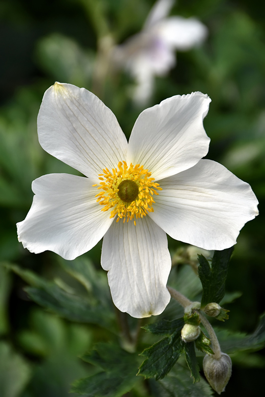 Wild Swan™ Anemone (Anemone 'Macane001') in Issaquah Seattle Bellevue