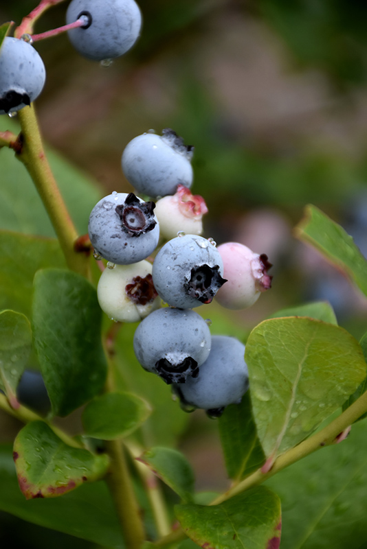 Spartan Blueberry (Vaccinium corymbosum 'Spartan') in Issaquah Seattle