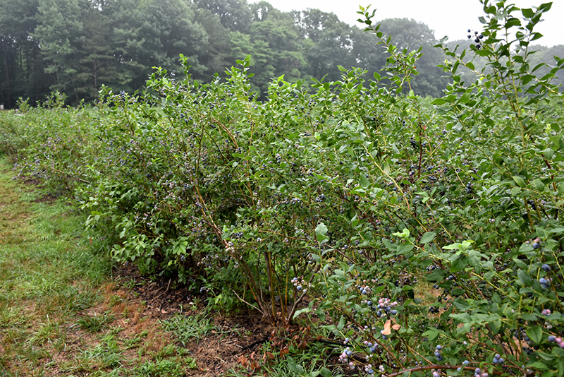 Bluecrop Blueberry (Vaccinium corymbosum 'Bluecrop') at Squak Mountain Nursery