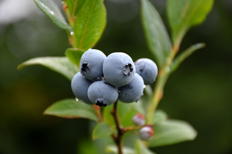 Northsky Blueberry (Vaccinium 'Northsky') at Squak Mountain Nursery
