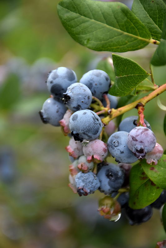 Darrow Blueberry (Vaccinium corymbosum 'Darrow') at Squak Mountain Nursery