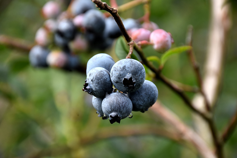 Chandler Blueberry (Vaccinium corymbosum 'Chandler') at Squak Mountain Nursery