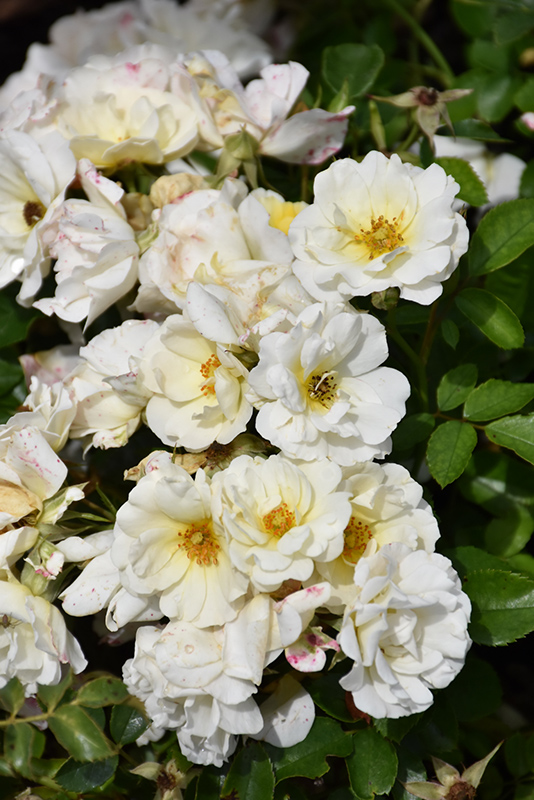White Drift Rose (Rosa 'Meizorland') at Squak Mountain Nursery