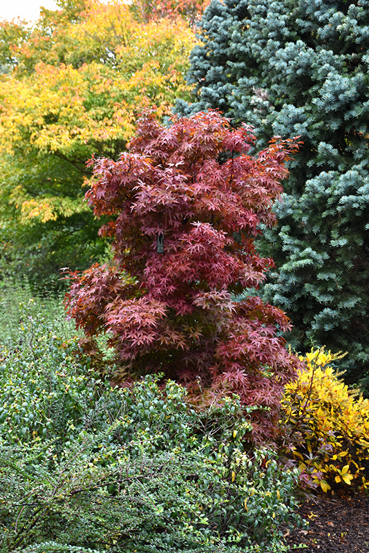 Twombly's Red Sentinel Japanese Maple (Acer palmatum 'Twombly's Red Sentinel') at Squak Mountain Nursery