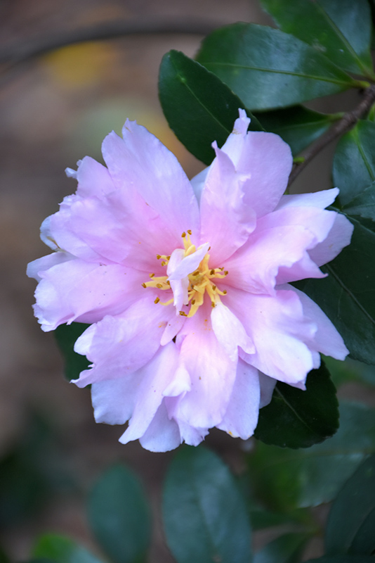 Jean May Camellia (Camellia sasanqua 'Jean May') in Issaquah Seattle ...