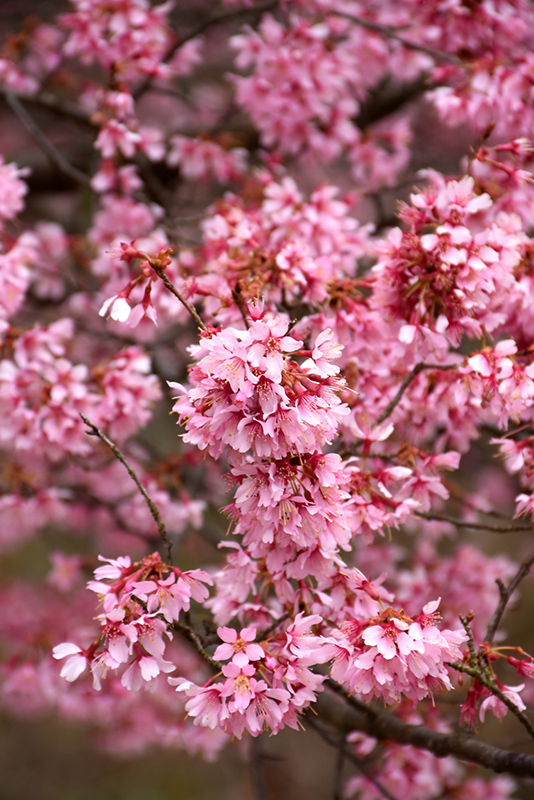 Okame Flowering Cherry (Prunus 'Okame') at Squak Mountain Nursery