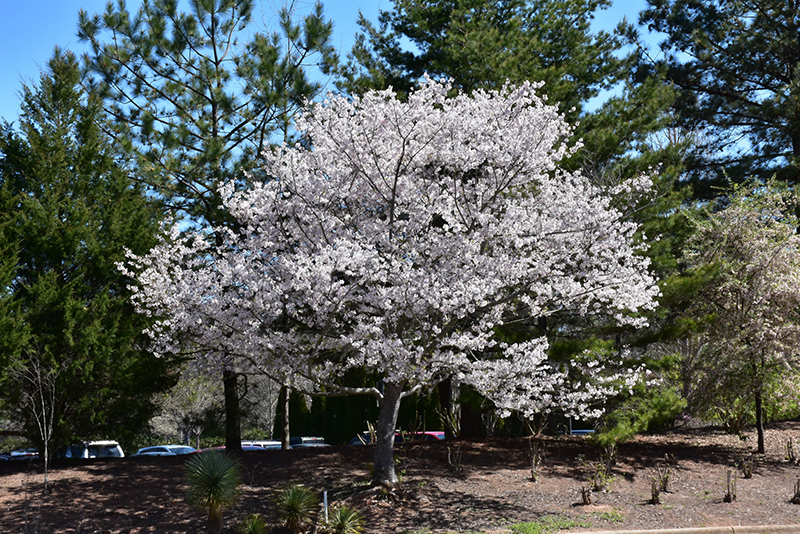 Yoshino Cherry (Prunus x yedoensis) in Issaquah Seattle ...