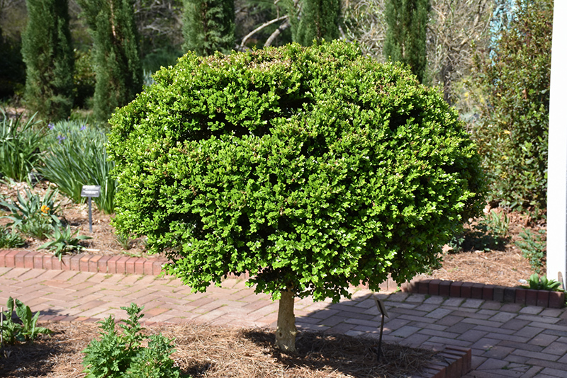 Common Boxwood (tree form) (Buxus sempervirens '(tree form