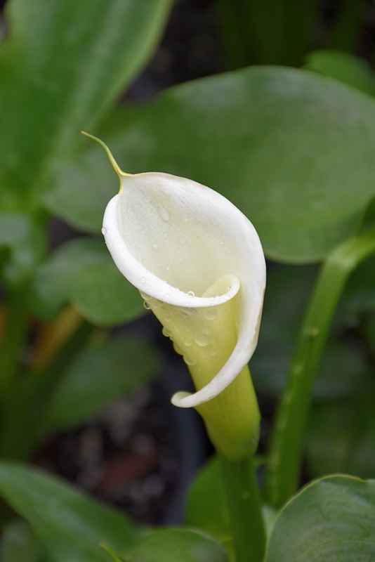 Large White Calla Lily (Zantedeschia aethiopica 'Large