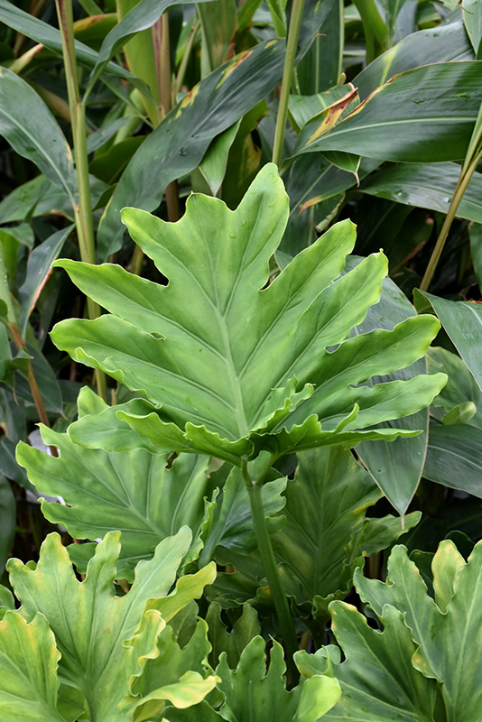 Hope Philodendron (Philodendron 'Hope') at Squak Mountain Nursery