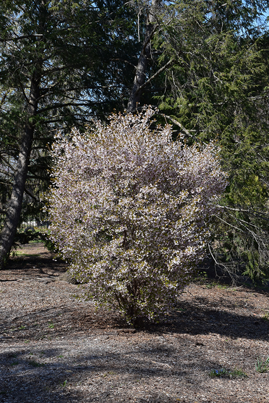 Little Twist Fuji Cherry (Prunus incisa 'CarltonLT') at Squak Mountain Nursery