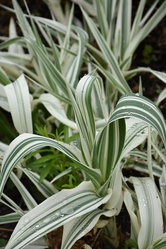 Variegated Giant Reed Grass (Arundo donax 'Variegata') in